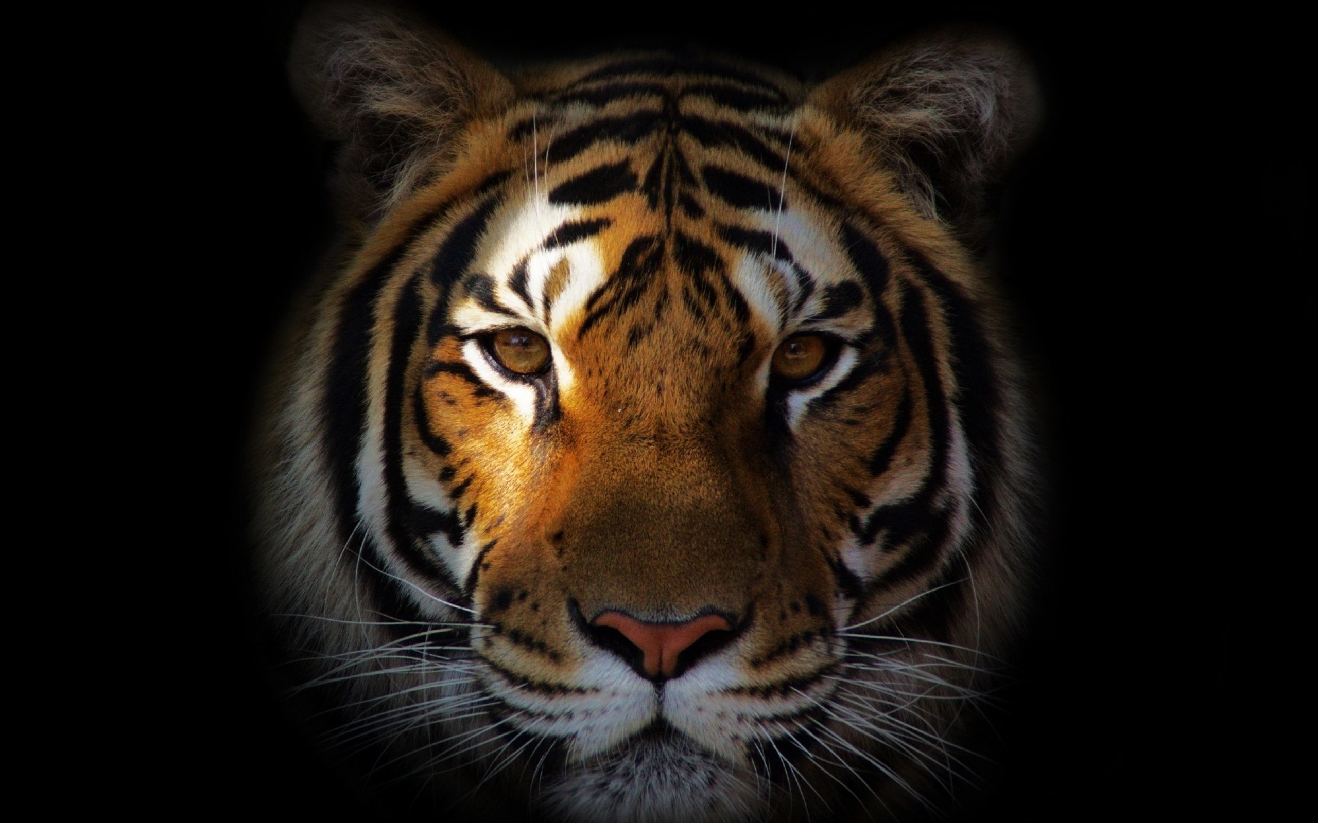 3d Wallpaper Download Tiger Image Num 80